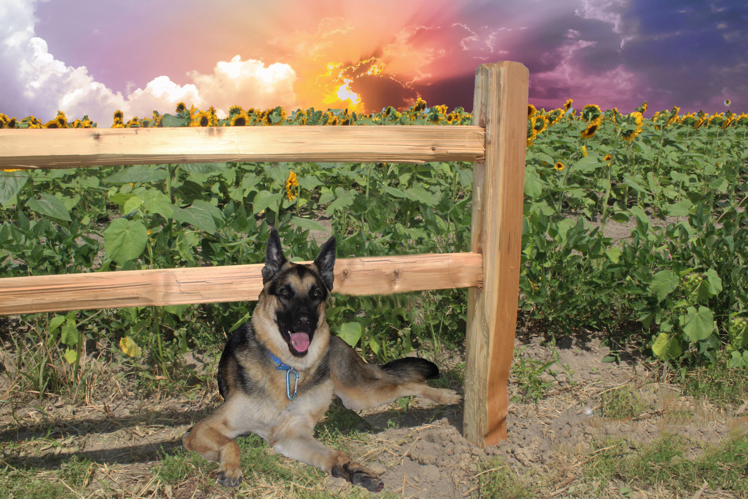 major sunflower